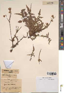 spécimen de Crepis foetida