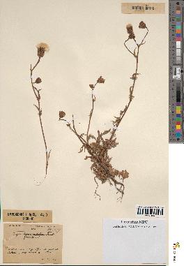 spécimen de Crepis foetida