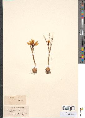 spécimen de Crocus aureus