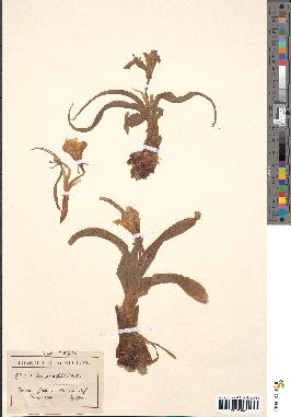 spécimen de Iris planifolia