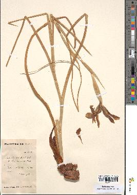 spécimen de Iris fontanesii