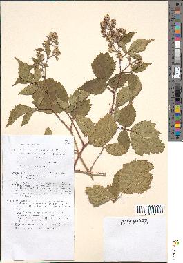 spécimen de Rubus serpens