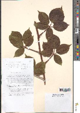 spécimen de Rubus schleicheri