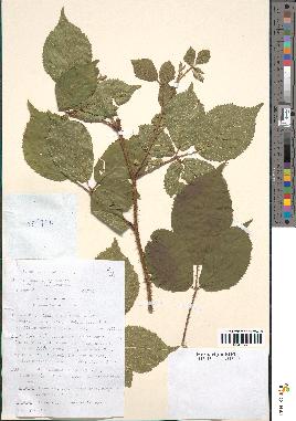 spécimen de Rubus radula