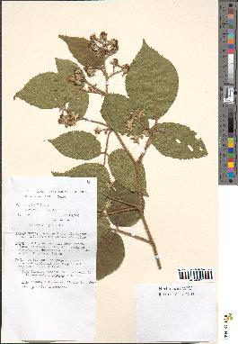 spécimen de Rubus tereticaulis