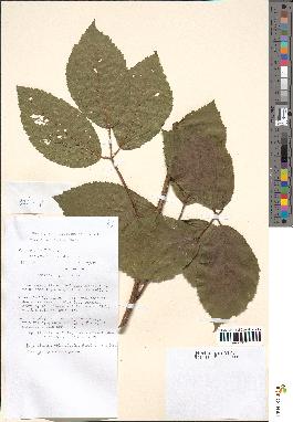spécimen de Rubus tereticaulis