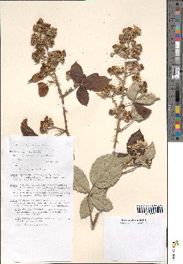 spécimen de Rubus thyrsoideus