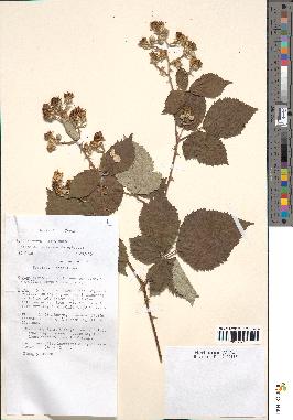 spécimen de Rubus thyrsanthus