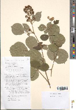 spécimen de Rubus villicaulis