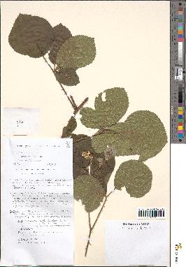 spécimen de Rubus villicaulis