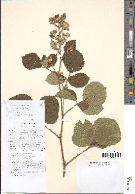 spécimen de Rubus vestitus