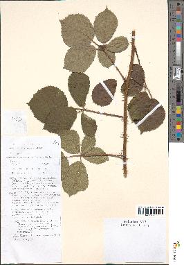 spécimen de Rubus vestitus