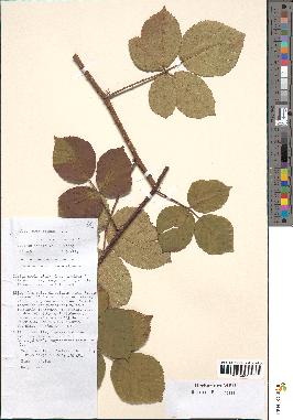 spécimen de Rubus micans