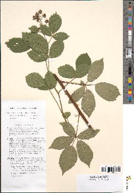 spécimen de Rubus pyramidalis