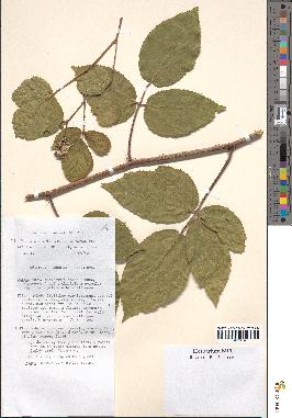 spécimen de Rubus menkei