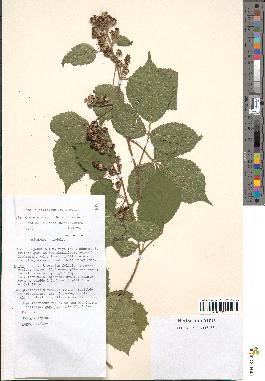 spécimen de Rubus insericatus