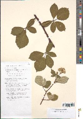 spécimen de Rubus geniculatus