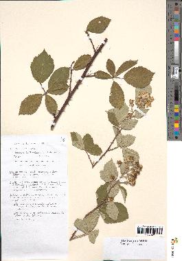 spécimen de Rubus geniculatus