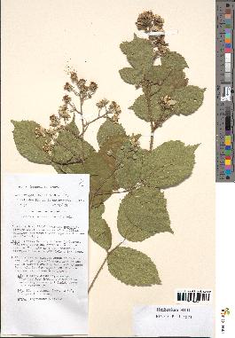 spécimen de Rubus hebecaulis