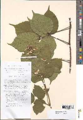 spécimen de Rubus hebecaulis