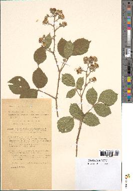 spécimen de Rubus foliosus