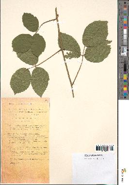 spécimen de Rubus foliosus