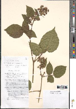 spécimen de Rubus hirtus