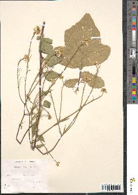 spécimen de Brassica nigra