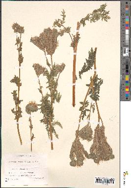 spécimen de Phacelia tanacetifolia