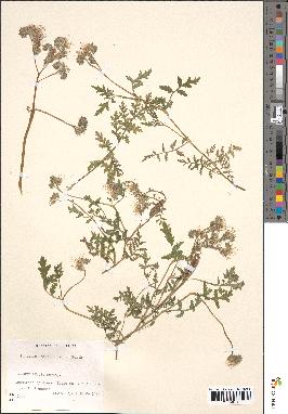 spécimen de Phacelia tanacetifolia