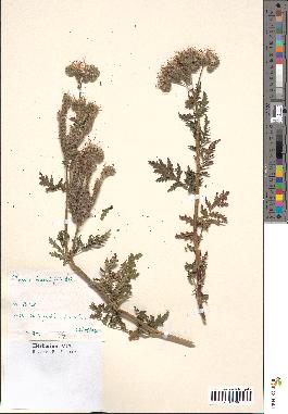 spécimen de Phacelia tanacetifolia