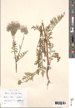 spécimen de Phacelia tanacetifolia