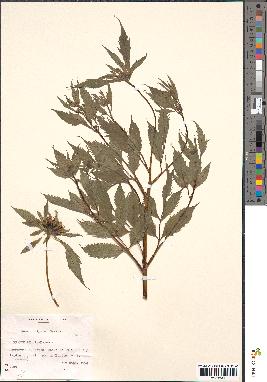 spécimen de Bidens vulgata