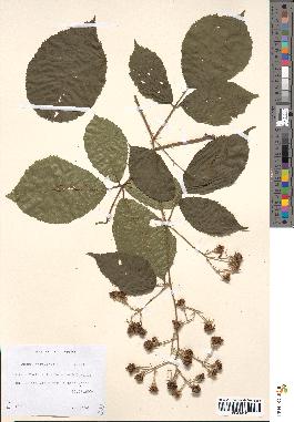 spécimen de Rubus divaricatus