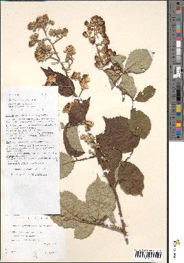 spécimen de Rubus geniculatus