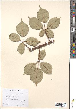 spécimen de Rubus geniculatus