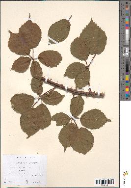 spécimen de Rubus geniculatus