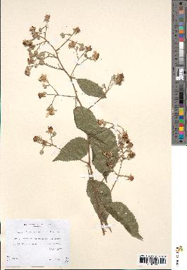 spécimen de Rubus divaricatus