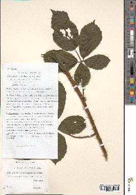 spécimen de Rubus divaricatus