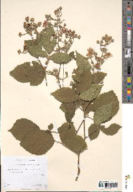 spécimen de Rubus silvaticus