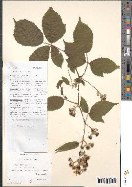 spécimen de Rubus sulcatus