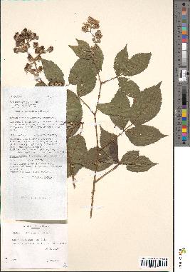 spécimen de Rubus villicaulis