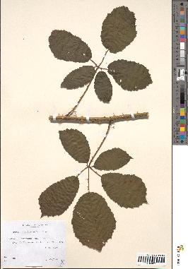 spécimen de Rubus villicaulis