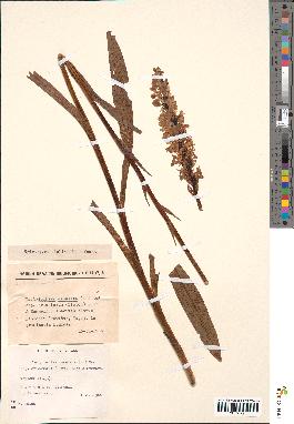 spécimen de Dactylorhiza maculata