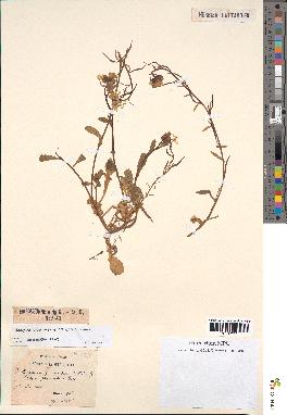 spécimen de Sinapis procumbens