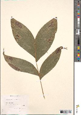 spécimen de Chamaedorea sinensis