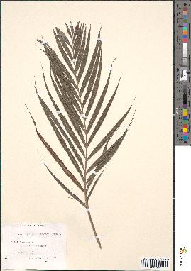 spécimen de Chrysalidocarpus lutescens