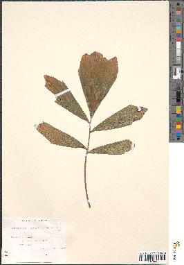 spécimen de Didymosperma porphyrocarpum