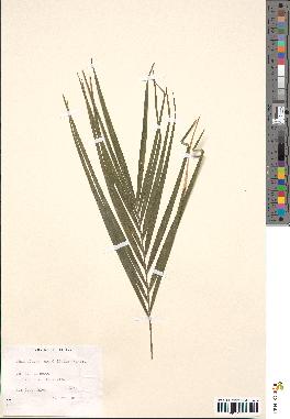 spécimen de Chamaedorea graminifolia