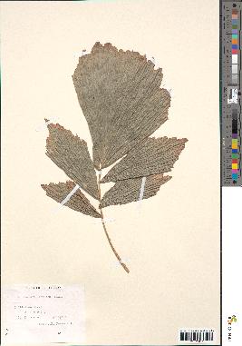 spécimen de Korthalsia robusta